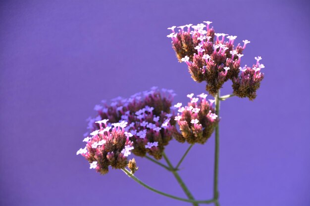 Close-up of pink flowers