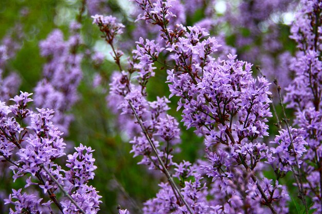 Photo close-up of pink flowers