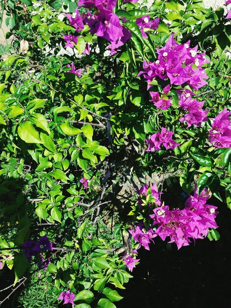 Photo close-up of pink flowers