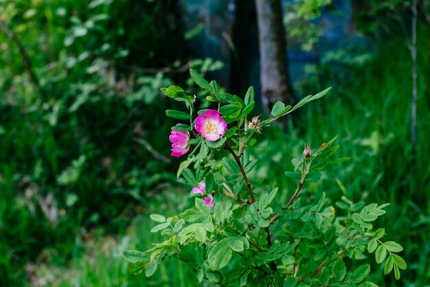 Close-up of pink flowers