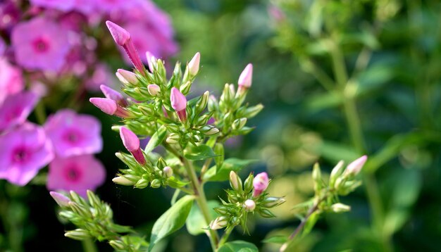 Photo close-up of pink flowers