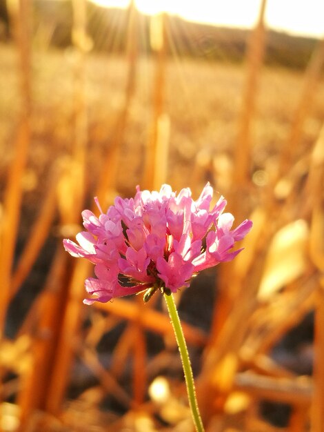 Close-up of pink flowers