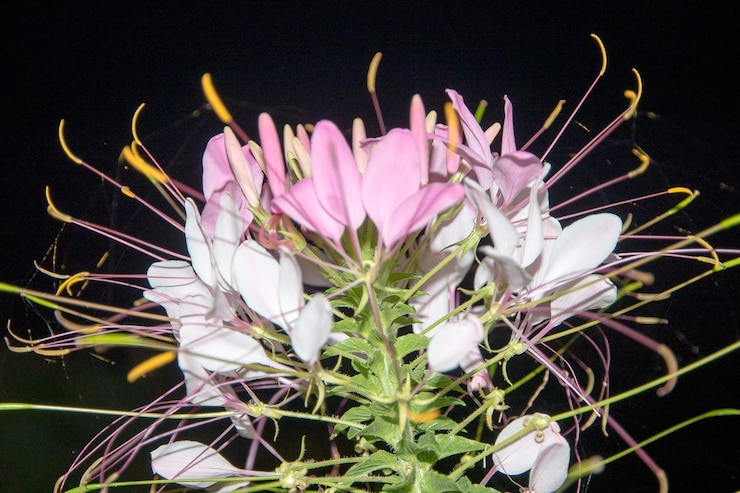 Photo ピンクの花のクローズアップ