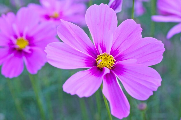 Close-up of pink flowers