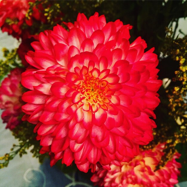 Close-up of pink flowers