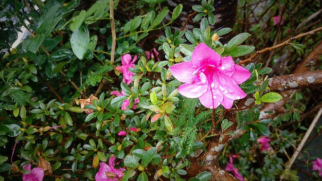 Close-up of pink flowers