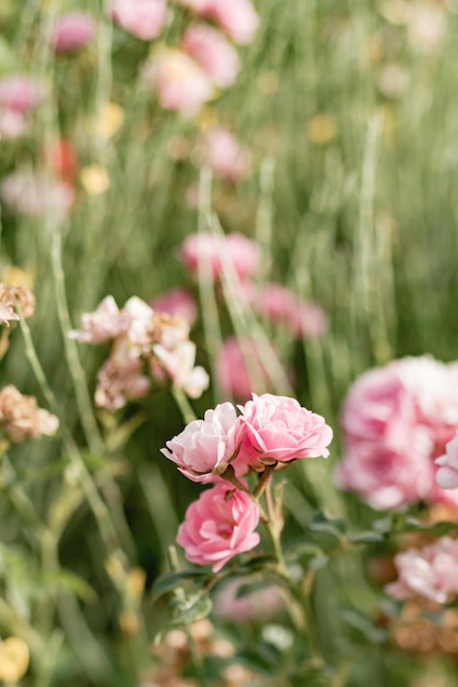 Photo close-up of pink flowers