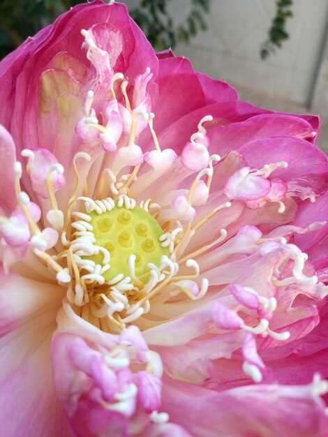 Close-up of pink flowers