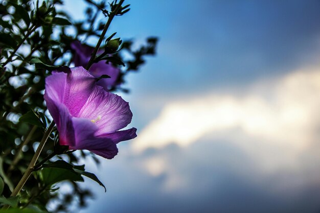 Foto close-up di fiori rosa