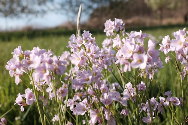 Close-up of pink flowers