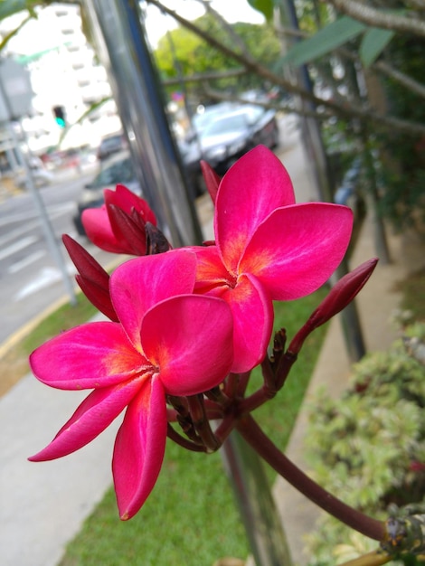 Photo close-up of pink flowers