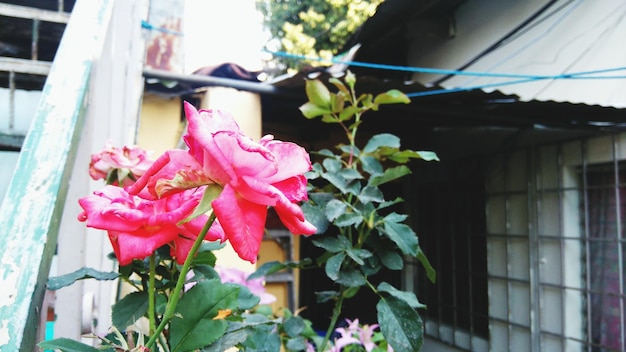 Close-up of pink flowers