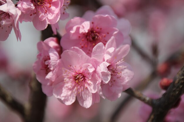 Foto close-up di fiori rosa