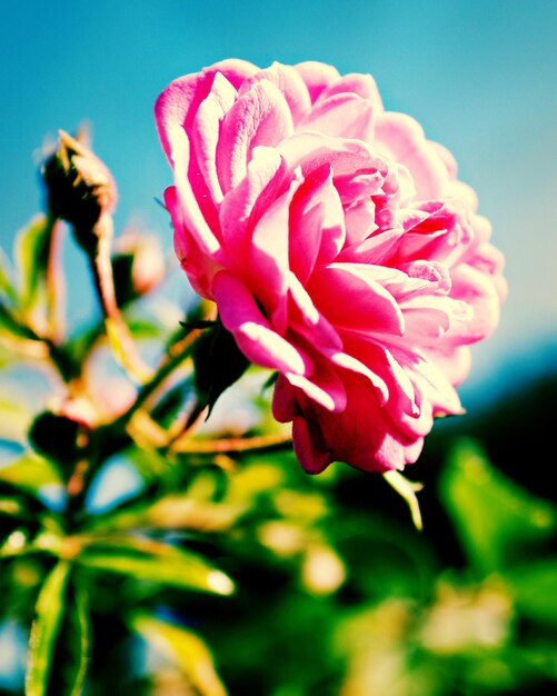 Foto close-up di fiori rosa