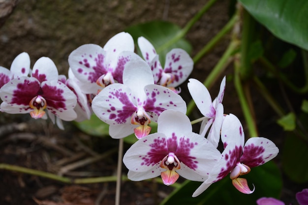 Photo close-up of pink flowers