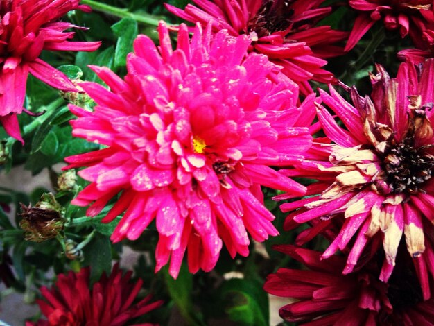 Close-up of pink flowers