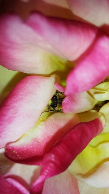 Close-up of pink flowers