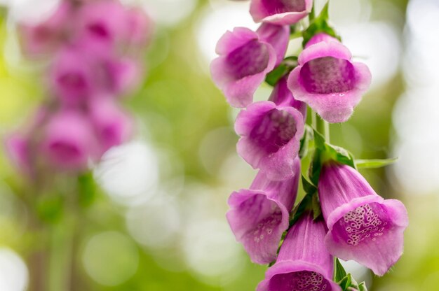 Photo close-up of pink flowers