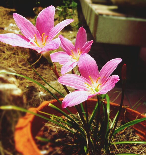 Foto close-up di fiori rosa