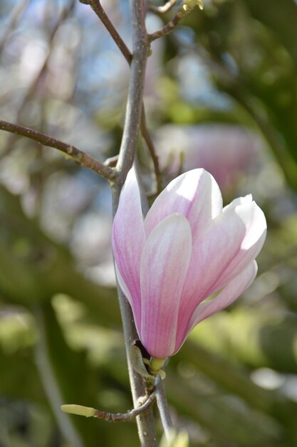 Foto close-up di fiori rosa