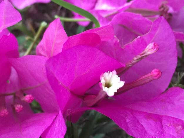 Close-up of pink flowers