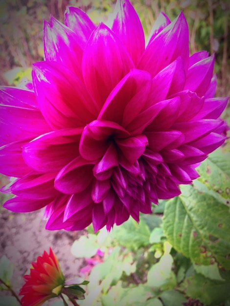 Photo close-up of pink flowers