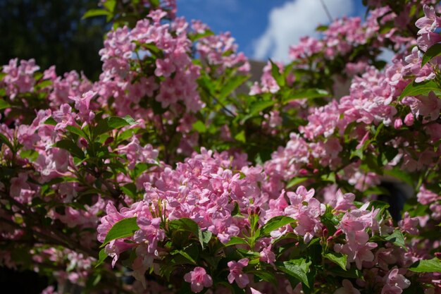 Photo close-up of pink flowers