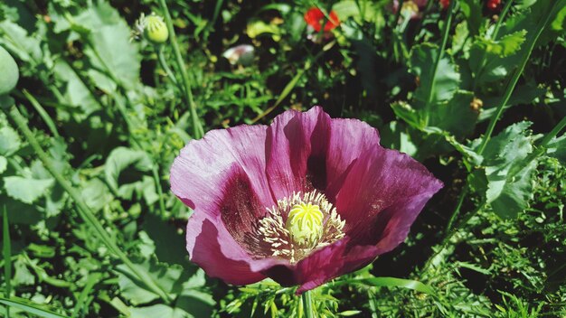 Close-up of pink flowers