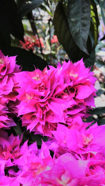 Close-up of pink flowers