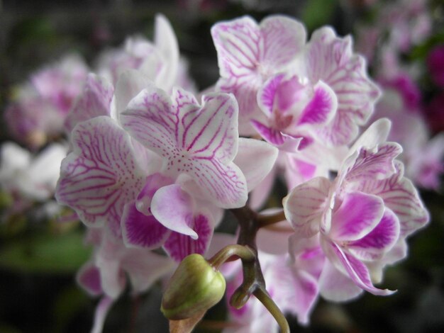 Close-up of pink flowers