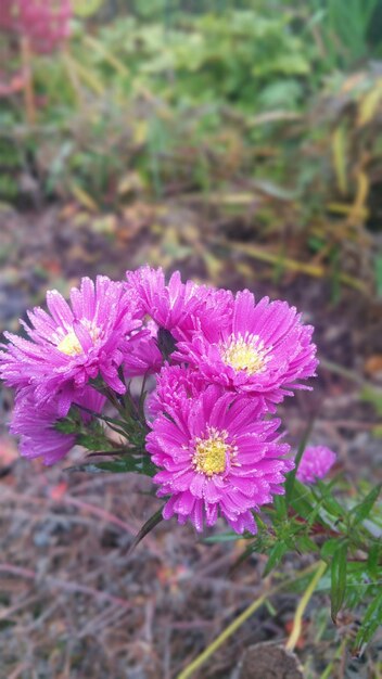 Photo close-up of pink flowers