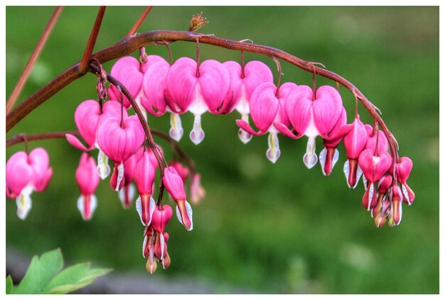 Photo close-up of pink flowers