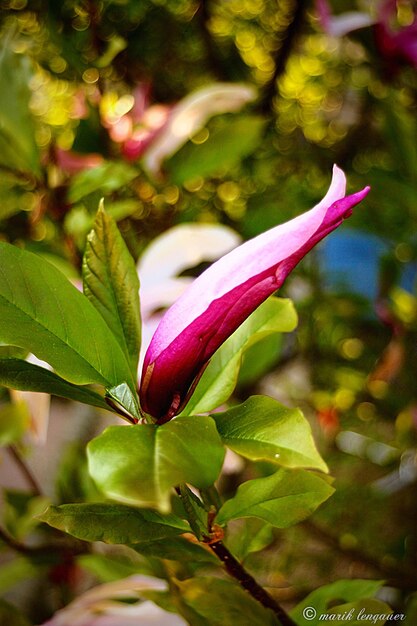 Foto close-up di fiori rosa