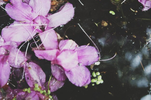 Close-up of pink flowers