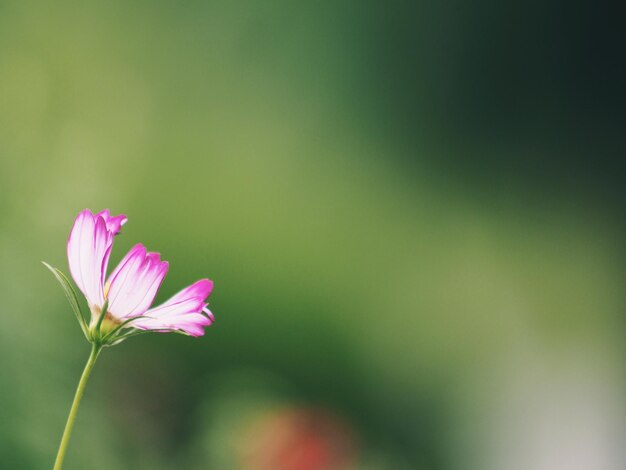 Close-up of pink flowers