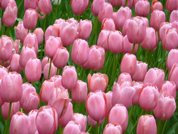 Foto close-up di fiori rosa