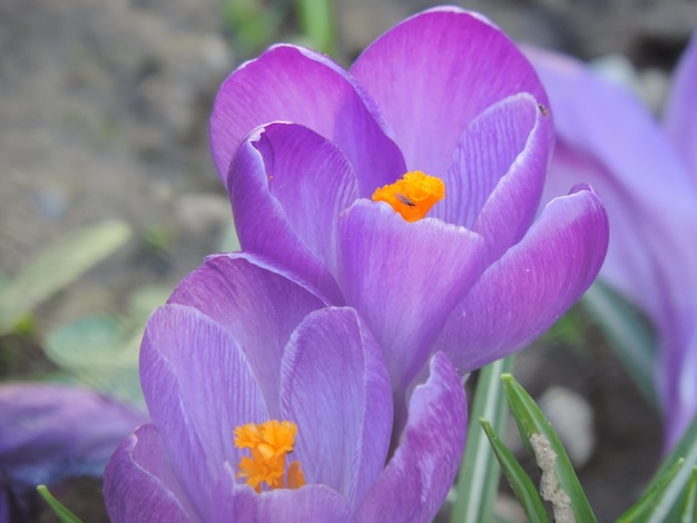 Close-up of pink flowers