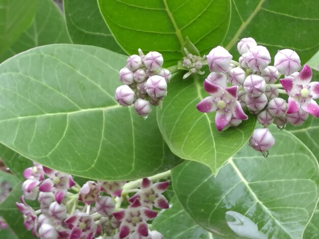 Close-up of pink flowers