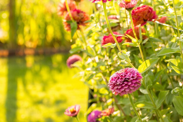 Close-up of pink flowers