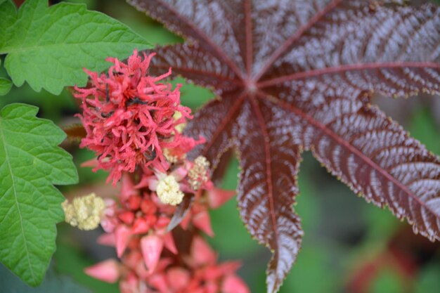 Photo close-up of pink flowers