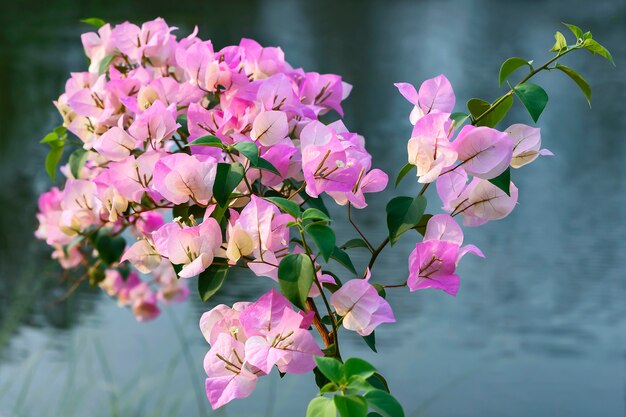 Close up pink flowers.