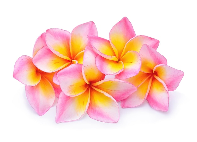 Photo close-up of pink frangipani against white background