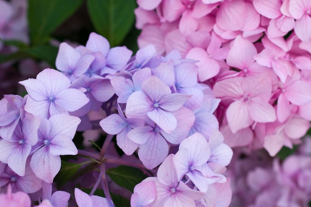 Foto close up di fiori d'ortensia di giardino rosa