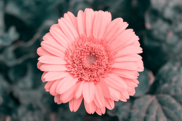 Primo piano di un fiore di gerbera rosa su sfondo scuro