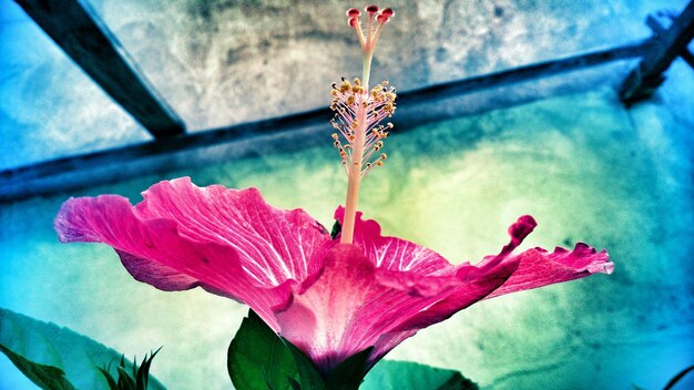 Foto close-up di ibisco rosa in fiore contro il cielo