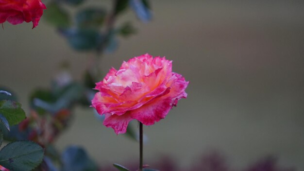 Close-up of pink hibiscus blooming outdoors