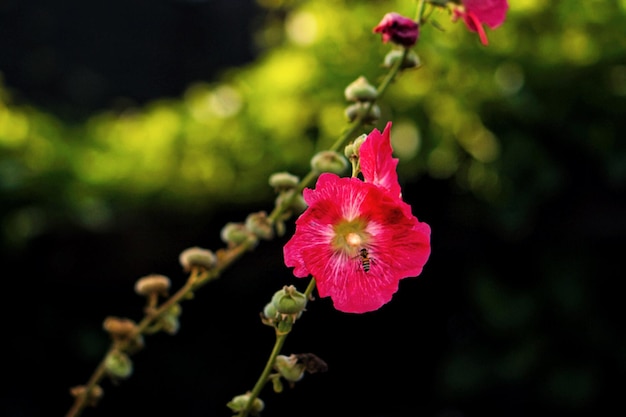 Close-up of pink hibiscus blooming outdoors