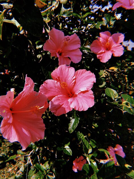 Close-up of pink hibiscus blooming outdoors