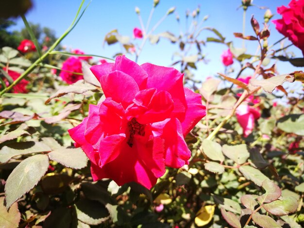 Close-up of pink hibiscus blooming outdoors