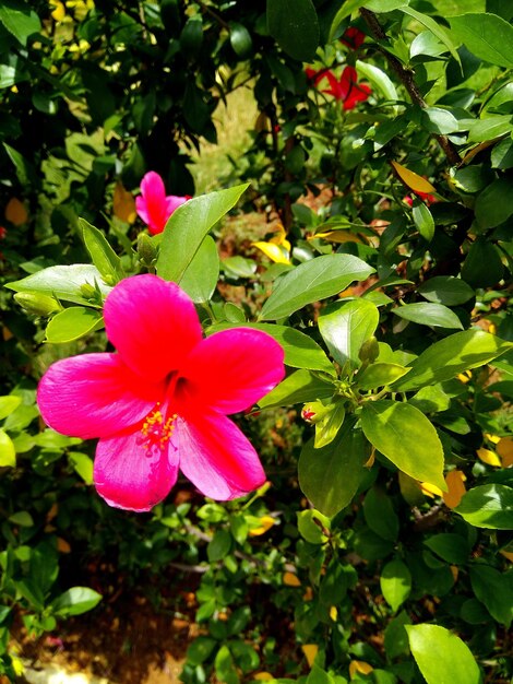 Close-up of pink hibiscus blooming outdoors